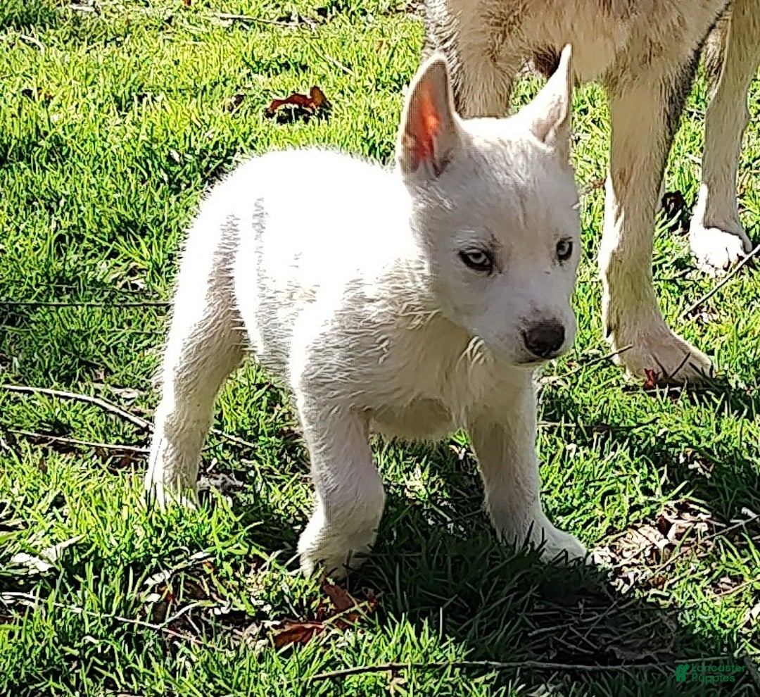 Siberian Husky dogs for sale: Siberian Husky Puppy 1 - Ad 2