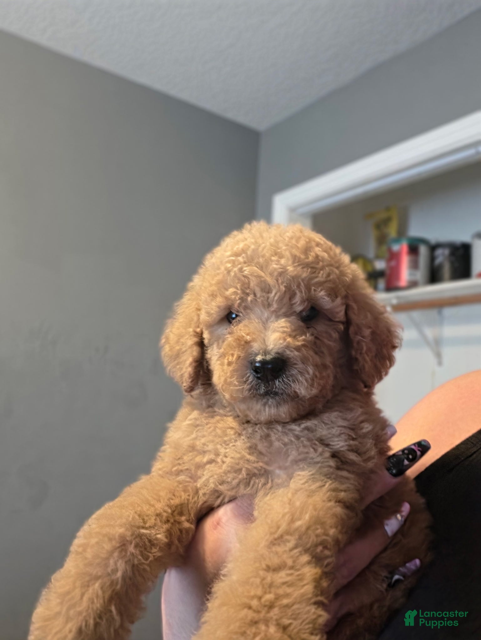 Goldendoodle dogs Goldendoodle 2 - Ad 21