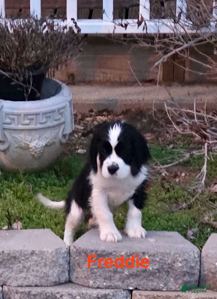 Mixed Breed dogs Freddie - Ad 20