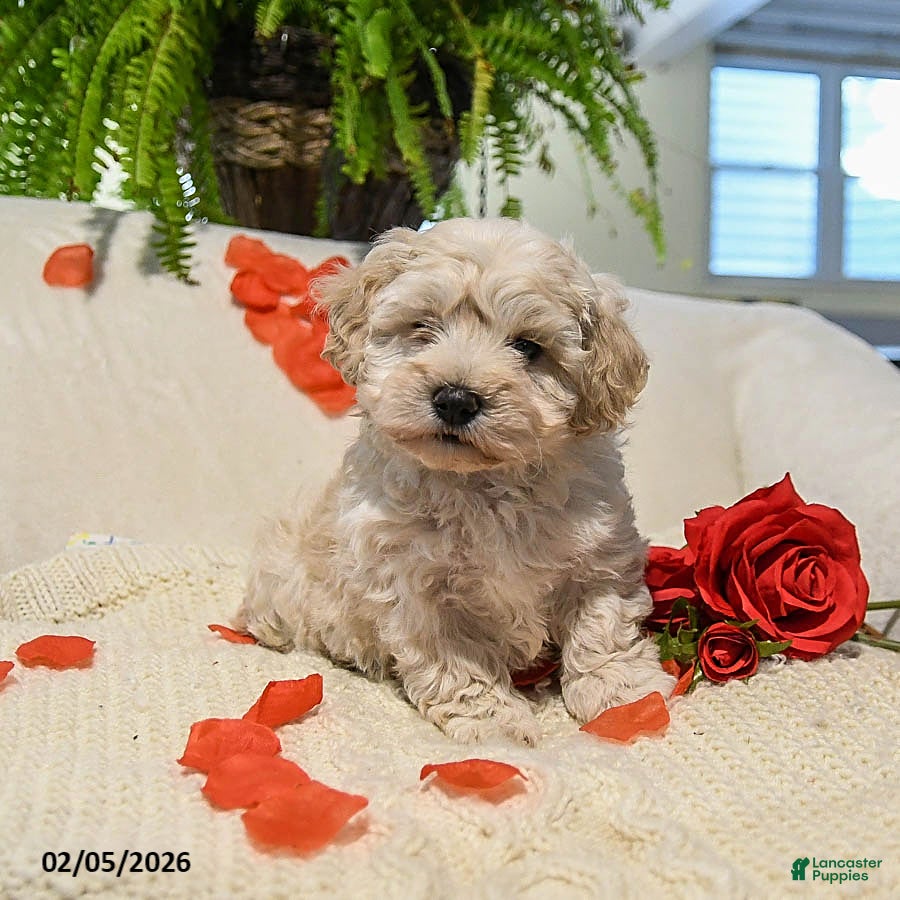 Maltipoo dogs Arlin - Ad 2