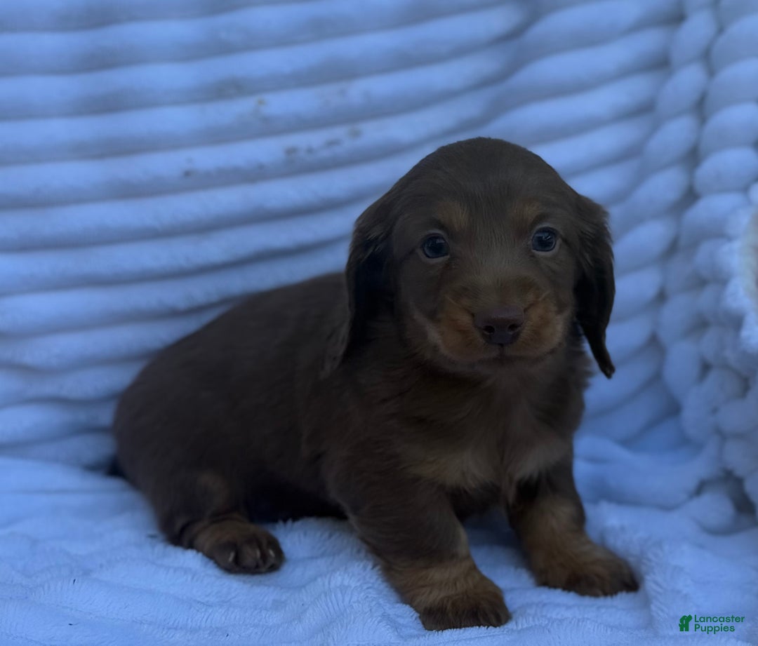 Miniature Dachshund dogs for sale: Fluffy - Ad 3