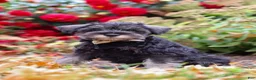 Miniature Schnauzer dogs for sale: Otis - Ad 6