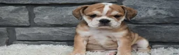Beabull dogs for sale: Trixie  - Ad 2