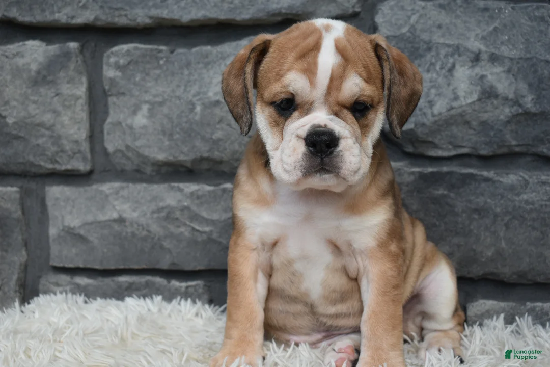 Beabull dogs for sale: Trixie  - Ad 2