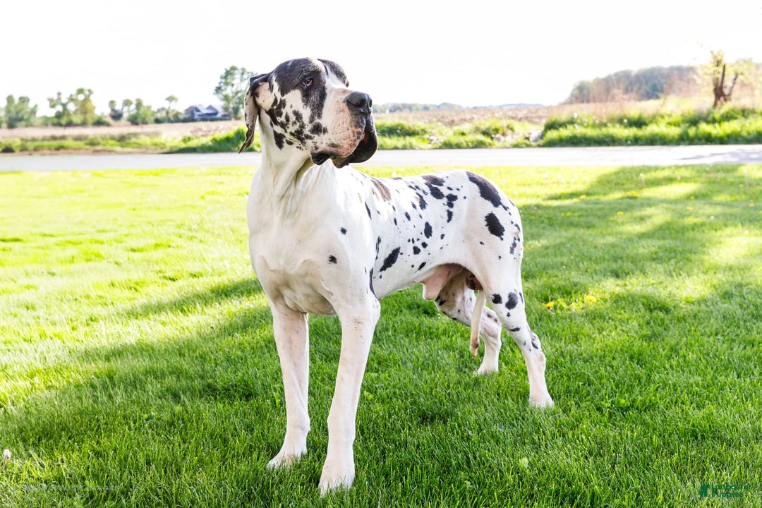 Great Dane dogs for sale: Kathy - Ad 24