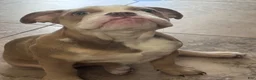 English Bulldog dogs for sale: Zia  - Ad 2