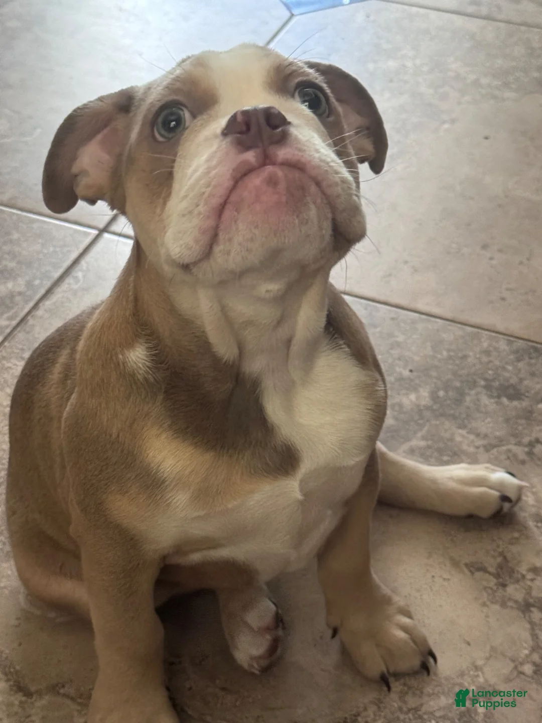 English Bulldog dogs for sale: Zia  - Ad 2