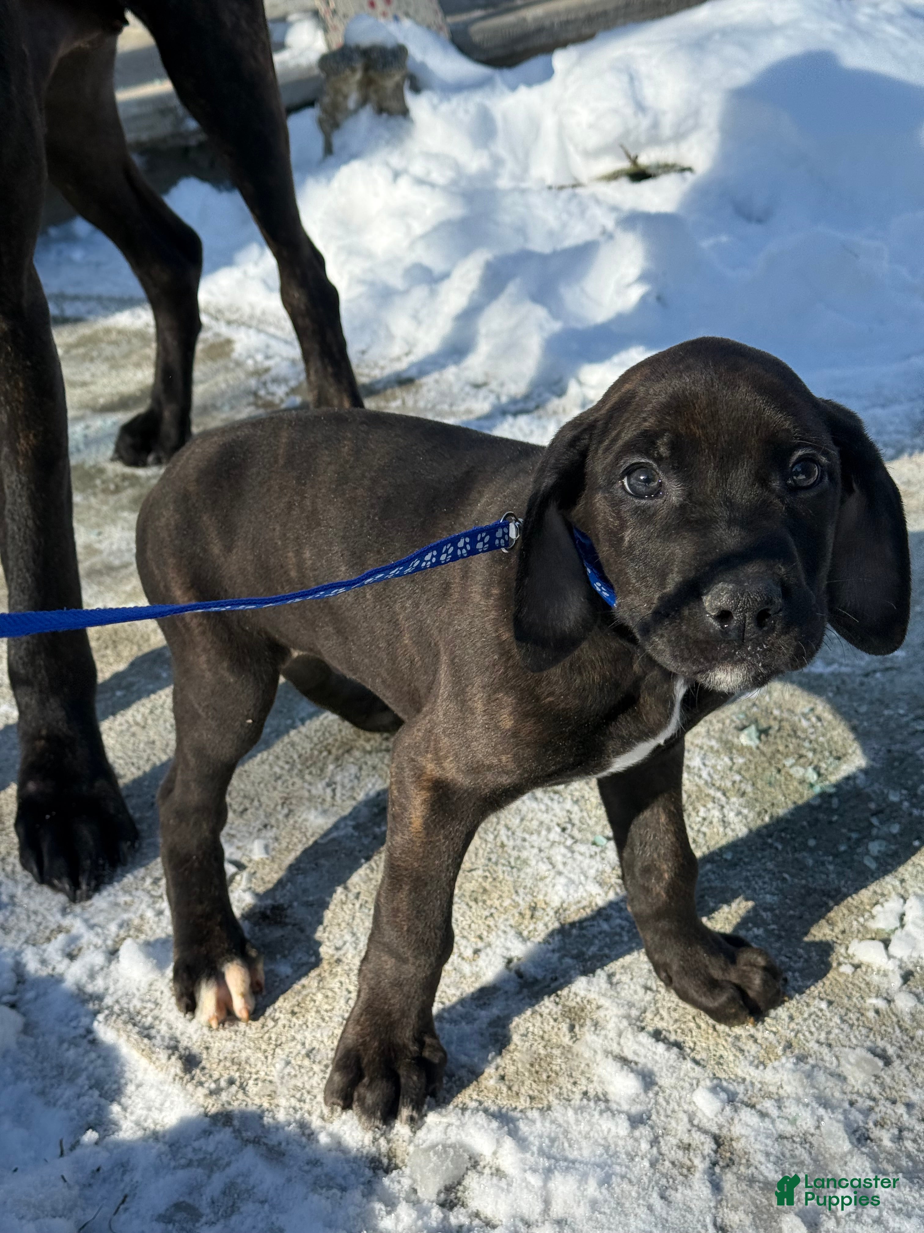 Mixed Breed dogs Blue - Ad 18