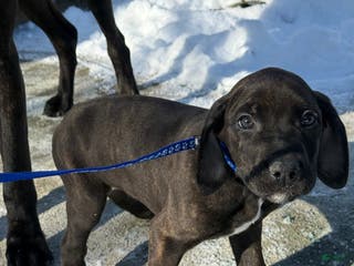 Mixed Breed dogs Blue - Ad 12