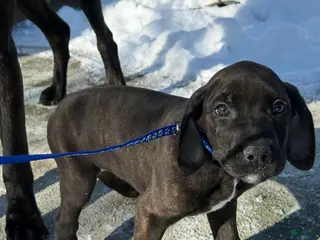 Mixed Breed dogs Blue - Ad 28