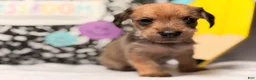 Mixed Breed dogs for sale: Happy  - Ad 5