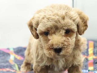 Toy Poodle dogs July - Ad 40