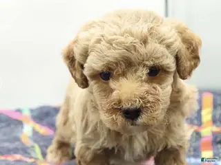 Toy Poodle dogs July - Ad 17