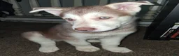 Gerberian Shepsky dogs for sale: Dash - Ad 2