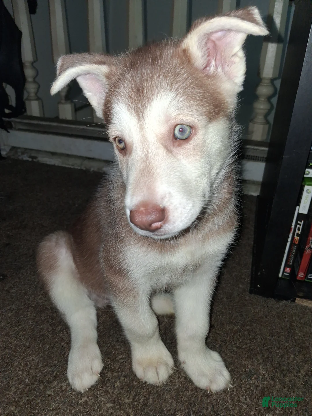 Gerberian Shepsky dogs for sale: Dash - Ad 2