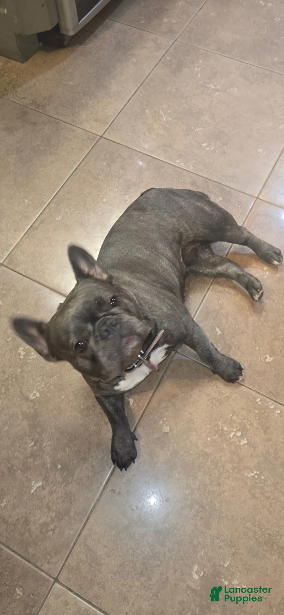 French Bulldog dogs for sale: Lilac Boy  - Ad 2