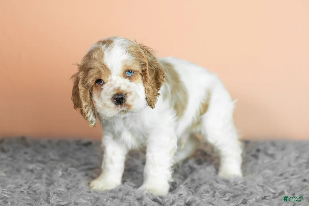 Cocker Spaniel dogs for sale: Hendrick  - Ad 3