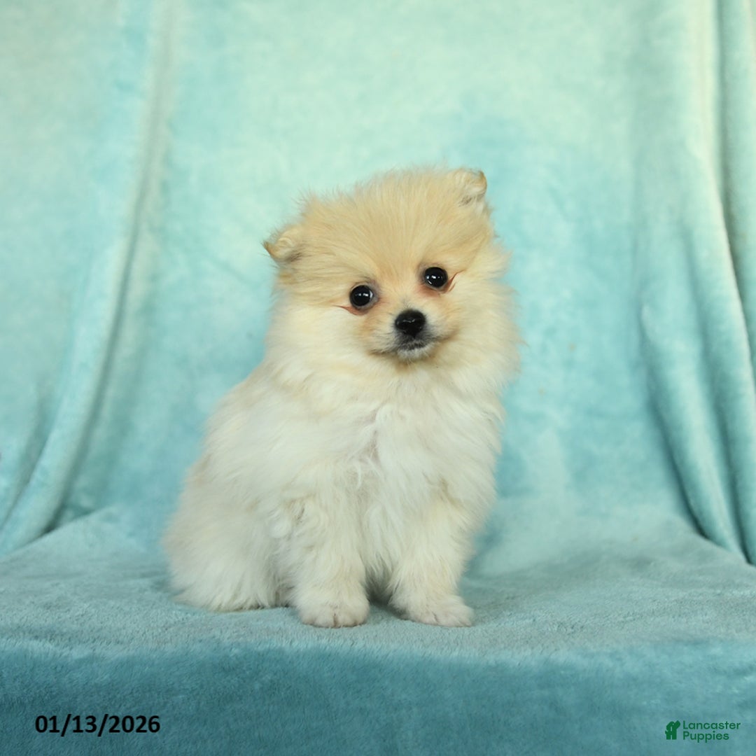 Pomeranian dogs for sale: Daffodil - Ad 2