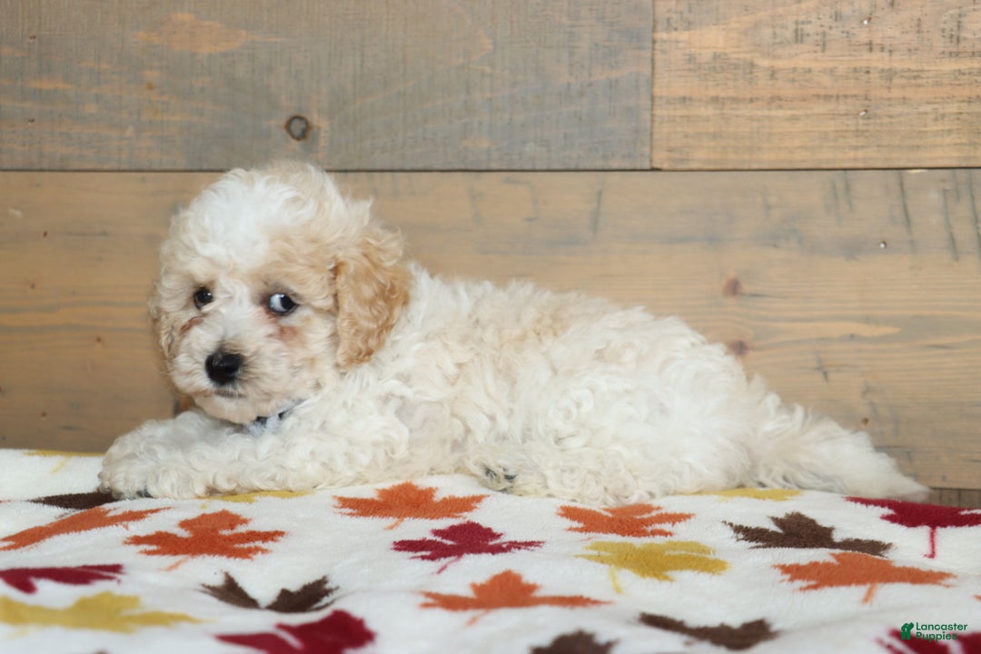 Bichpoo dogs for sale: Dexter  - Ad 2