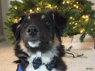 Australian Shepherd dogs Australian Shepherd Puppy 1 - Ad 17