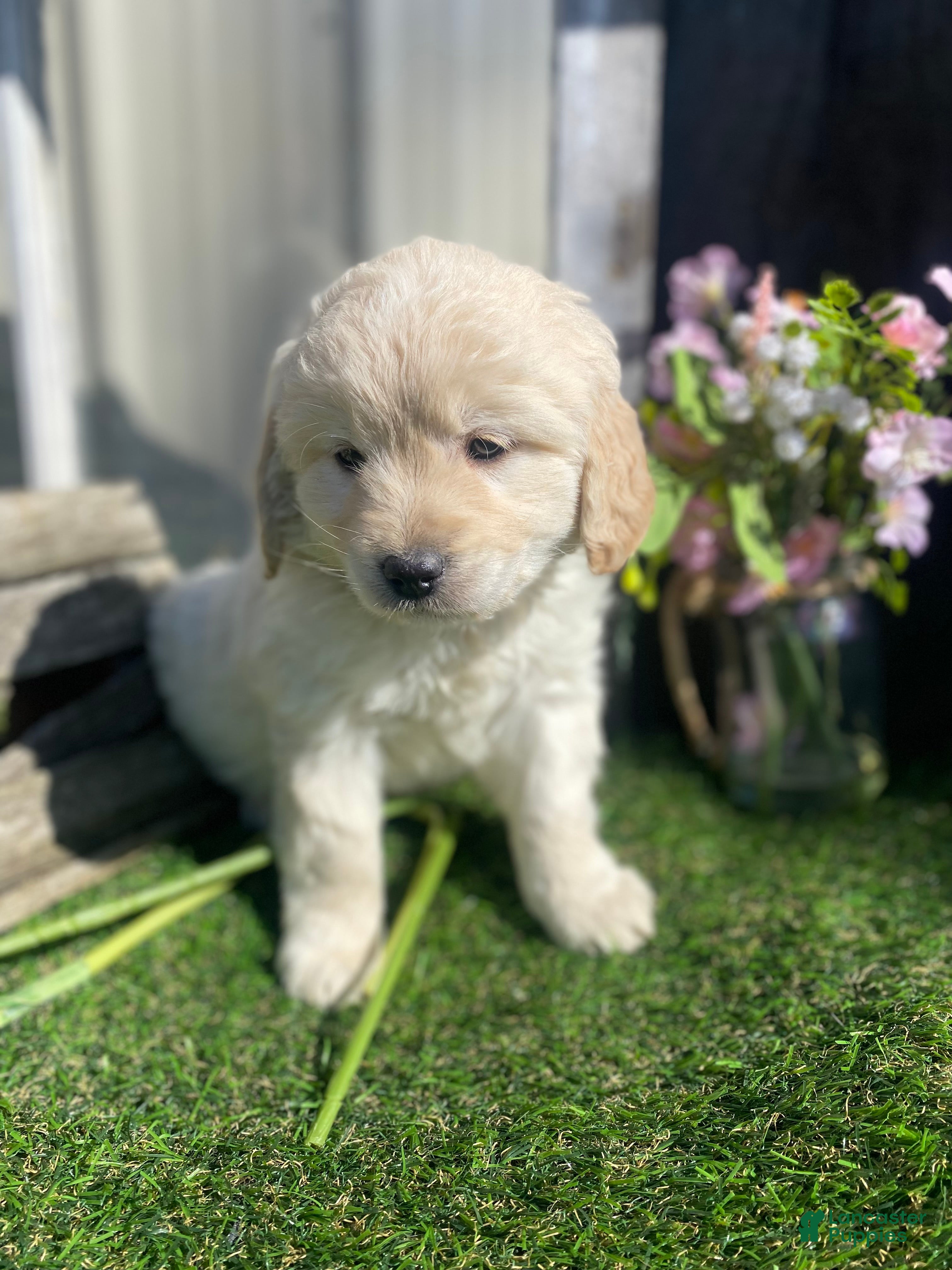 Mini Goldendoodle dogs Sage - Ad 2