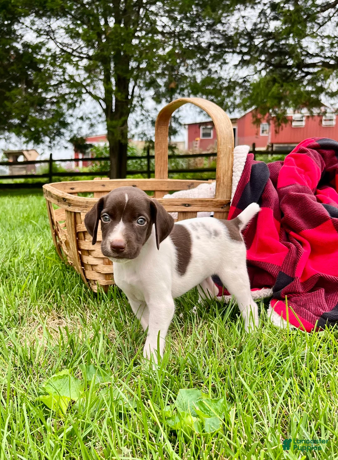 German Shorthaired Pointer dogs for sale: Penny❤️AKC Hip Cert❤️Text or Call to Schedule A Play date Today - Ad 1