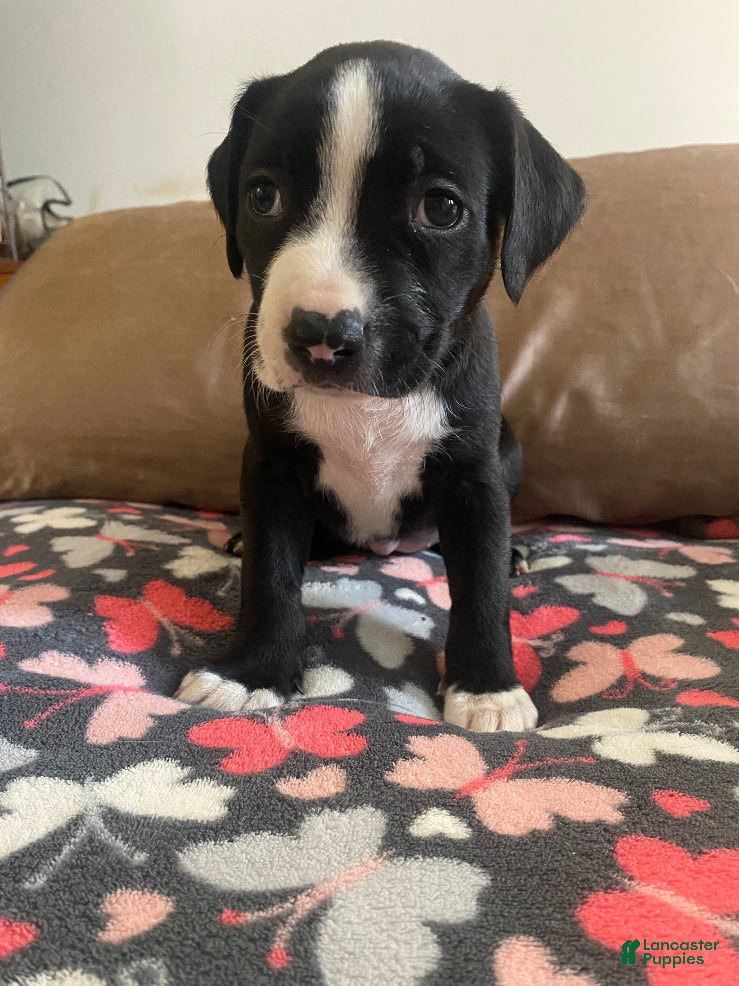 Mixed Breed dogs Millie - Ad 18