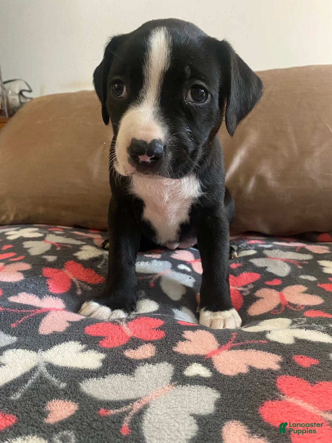 Mixed Breed dogs for sale: Millie - Ad 1