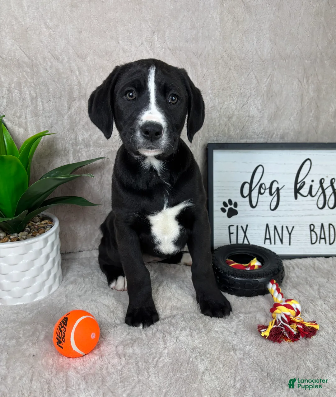 Mixed Breed dogs for sale: Sydney  - Ad 5