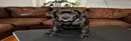 Presa Canario dogs for sale: Ms. Blue - Ad 6