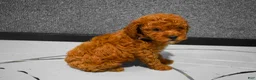Miniature Poodle dogs for sale:   Logan🐶 - Ad 9