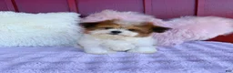 Malshi dogs for sale: 🤎 Brownie 🤎 - Ad 2