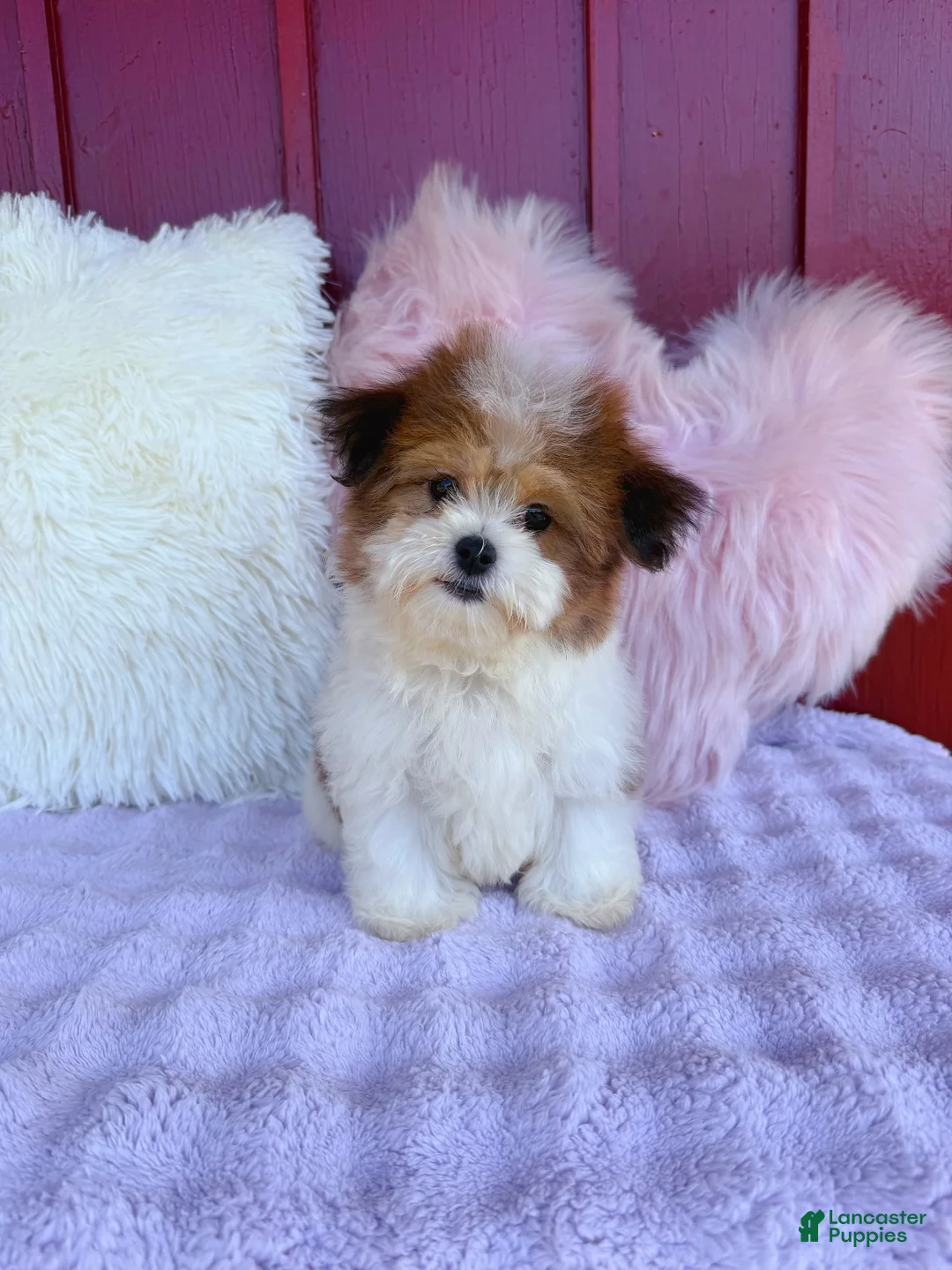 Malshi dogs for sale: 🤎 Brownie 🤎 - Ad 2
