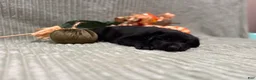 German Shepherd dogs for sale: Sheba - Ad 6
