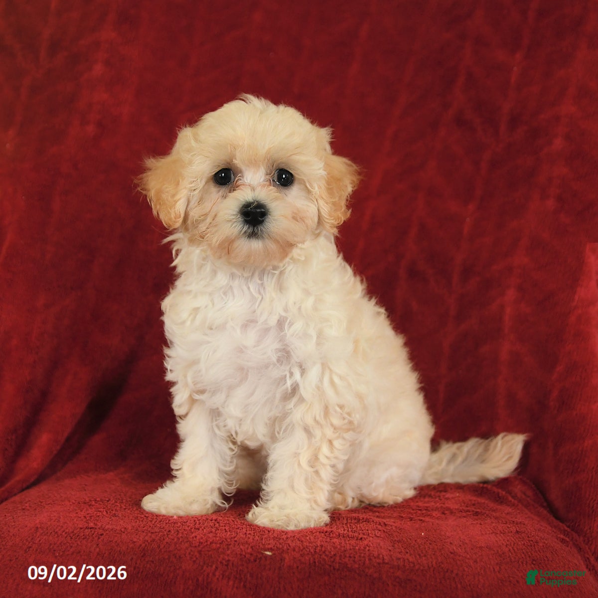 Maltipoo dogs Nichole - Ad 1