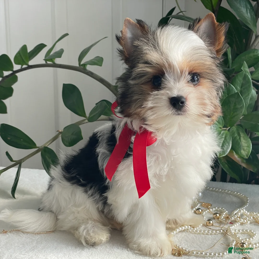 Biewer Terrier dogs for sale: Chico - Ad 1