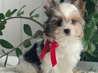 Biewer Terrier dogs for sale: Chico - Ad 3