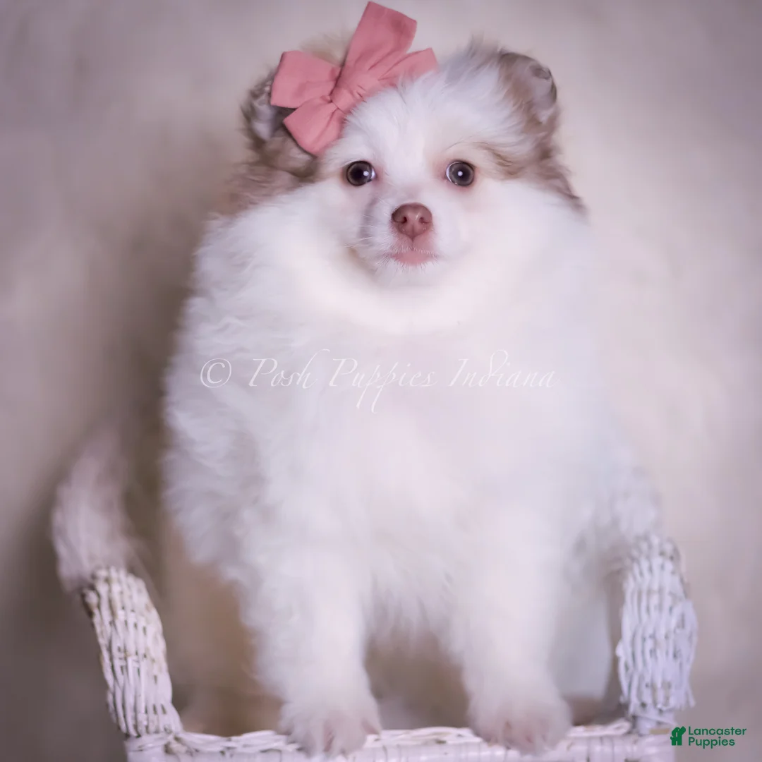 Pomeranian dogs for sale: Cammie - Ad 3