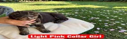Standard Poodle dogs for sale: Pink Collar - Ad 3