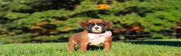Boxer dogs for sale: Roxy - Ad 8