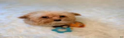 Toy Poodle dogs for sale: Theodore 🧸 - Ad 4