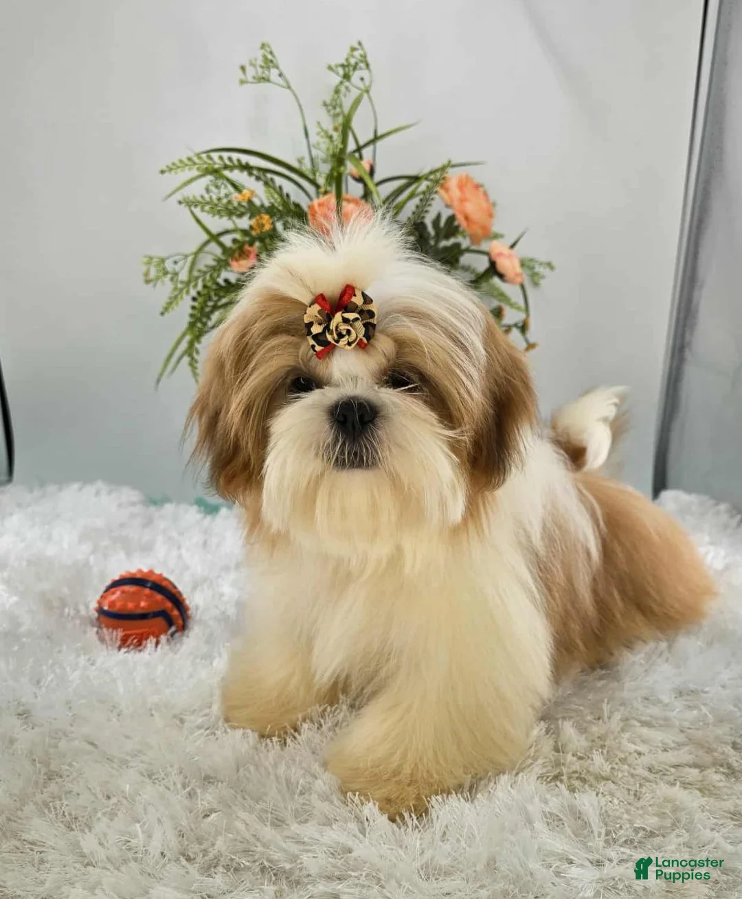Shih Tzu dogs for sale: Dallas - Ad 6