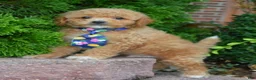 Cavapoo dogs for sale: Charlie - Ad 3