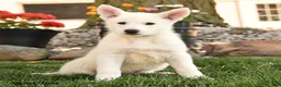 German Shepherd dogs for sale: Frank  - Ad 4