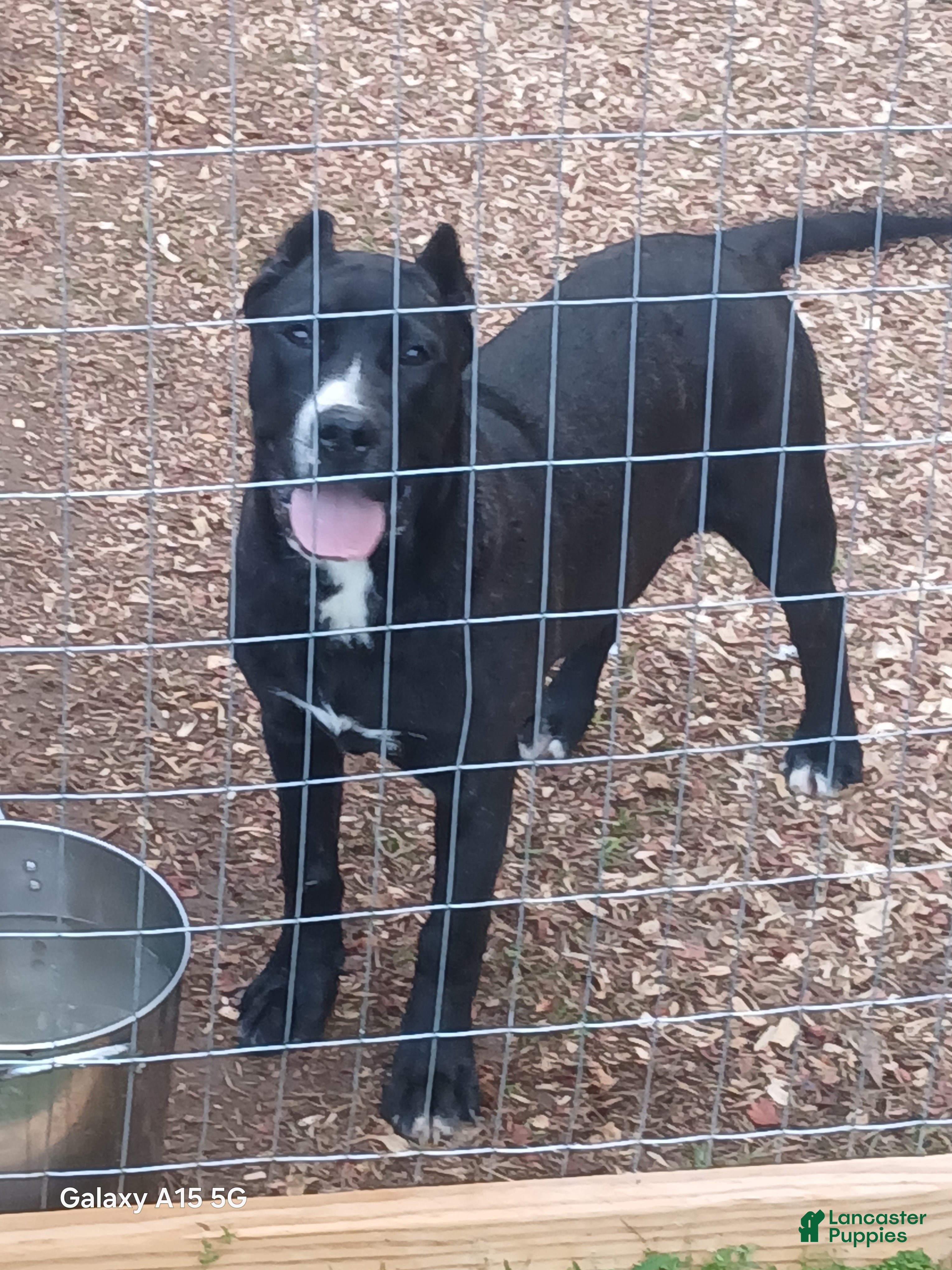 Presa Canario dogs Presa Canario Puppy 1 - Ad 1