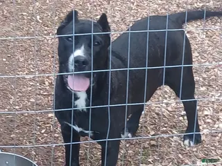 Presa Canario dogs Presa Canario Puppy 1 - Ad 1