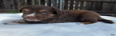 Silas