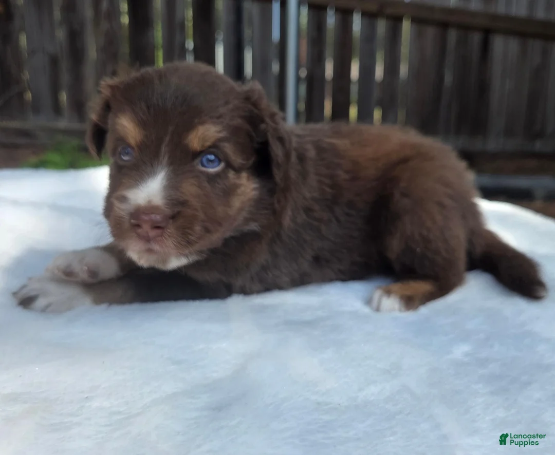 Australian Shepherd dogs for sale: Silas - Ad 1