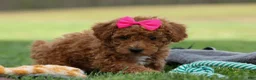 Miniature Poodle dogs for sale: Zuzu - Ad 11