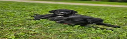 Mixed Breed dogs for sale: Princess Golden Mountain Dog  - Ad 3
